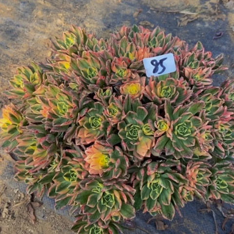 甜茶多肉植物85多肉植物不包断