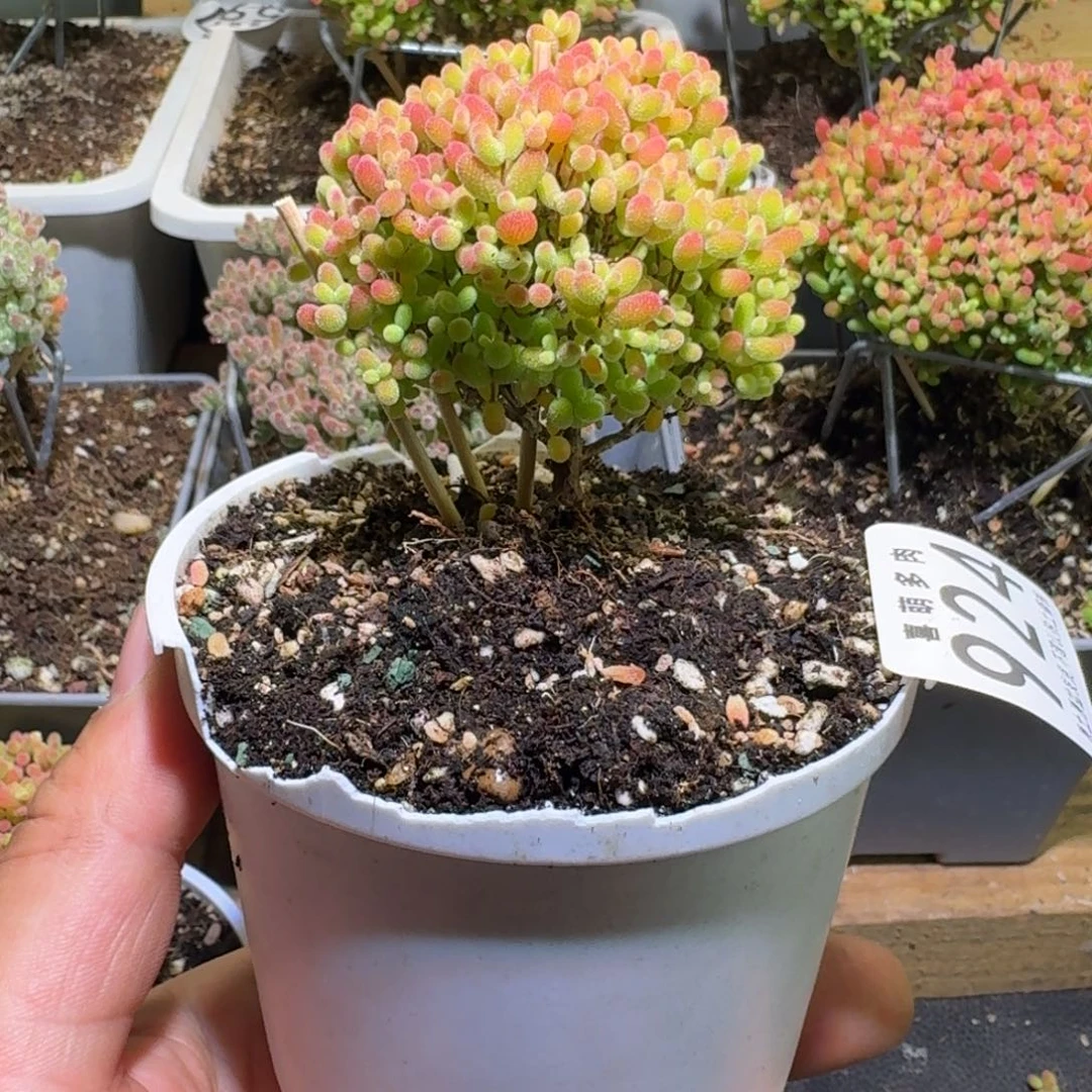 枝干番杏蜜橘糖球924