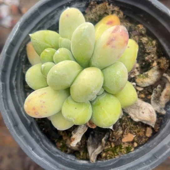 绿拇指～丸叶拇指733