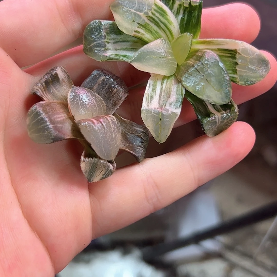 2***8红红火火恍恍惚惚