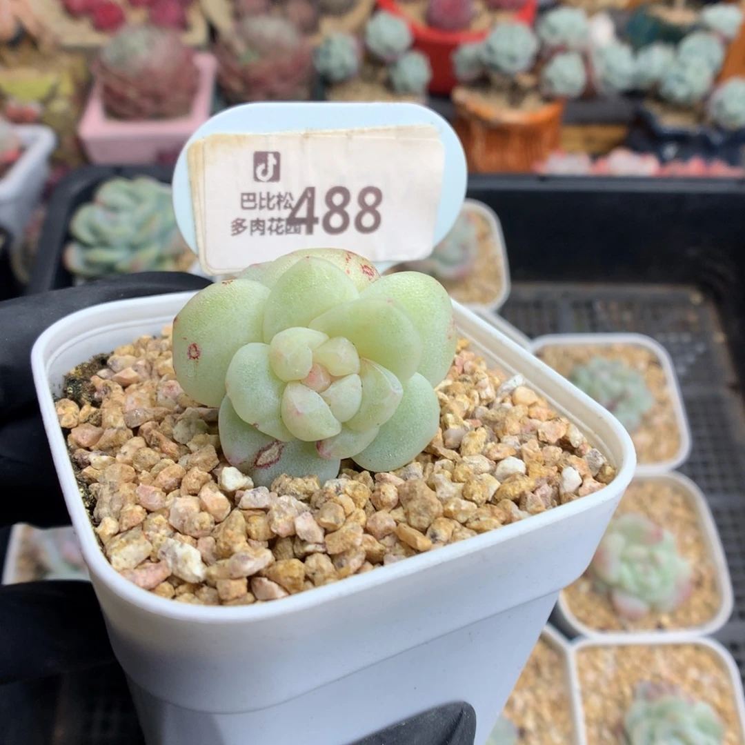 派*星488 冰玉石化多肉