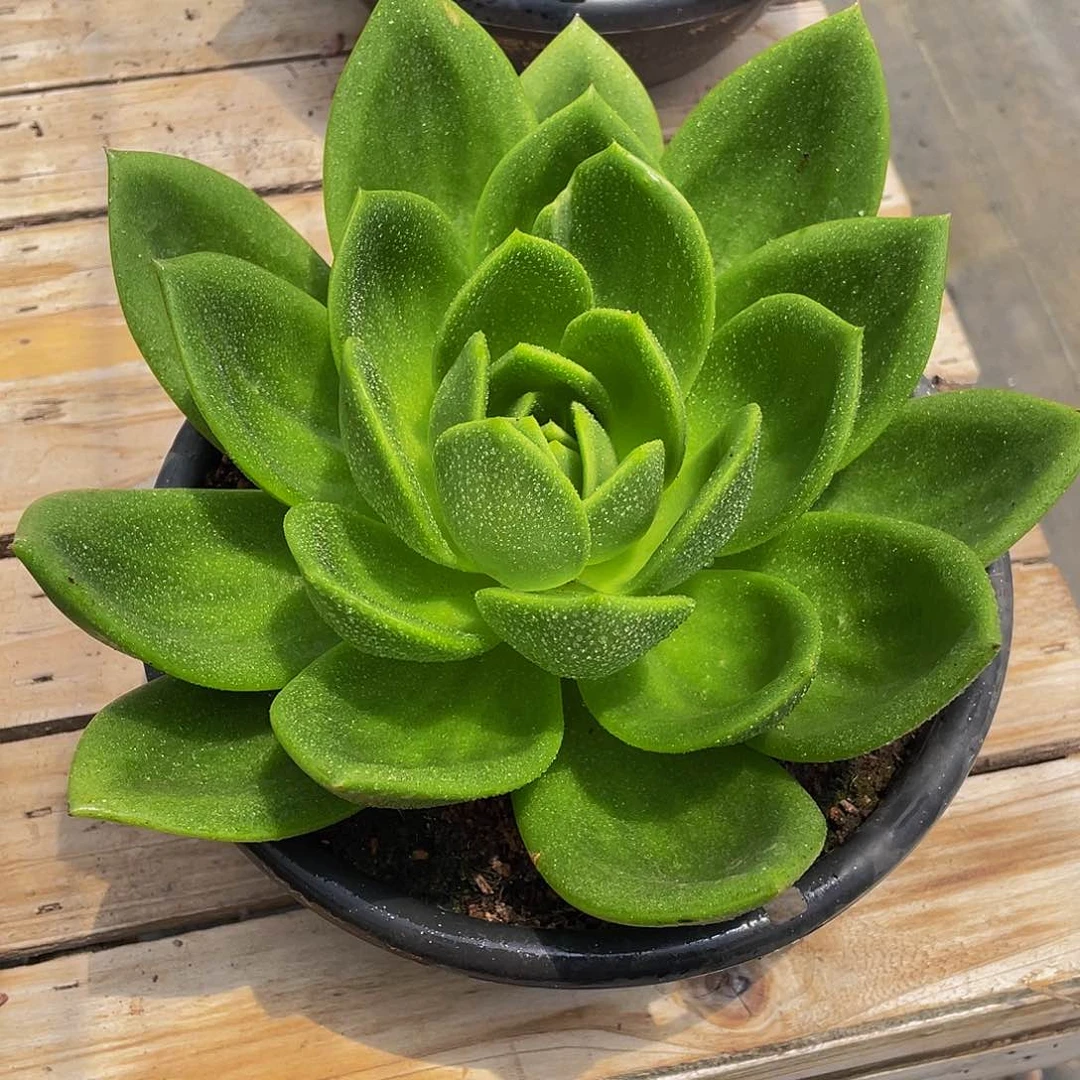 @***儿翠花多肉植物中单
