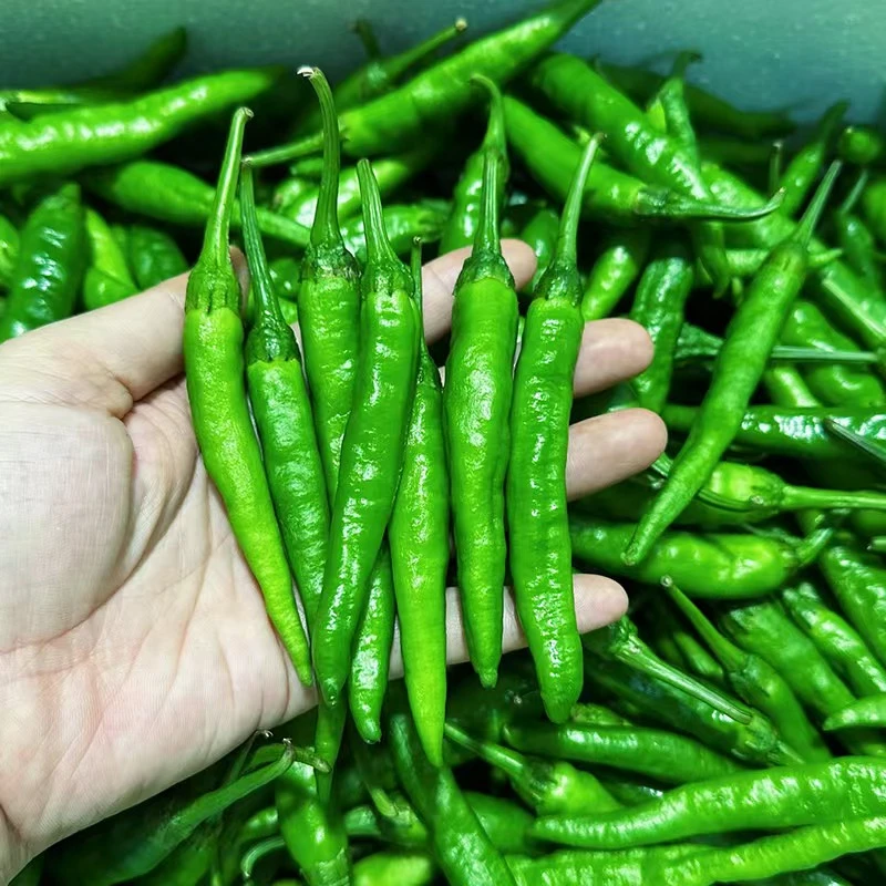 微辣樟树薄皮微辣小辣椒现摘现发水果专线包邮到家