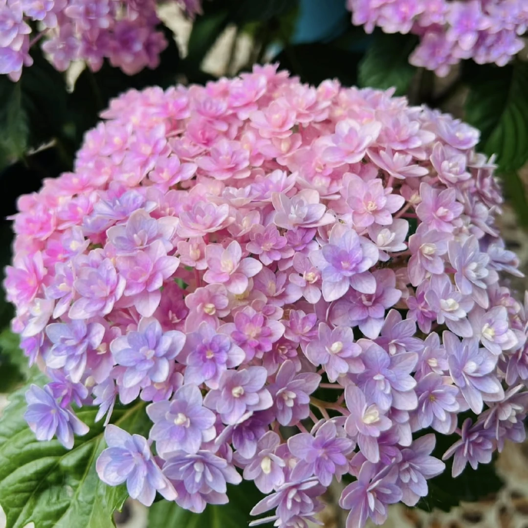 晓春花园-花手菊-新老枝条开花-2加仑盆-不带花-不带花