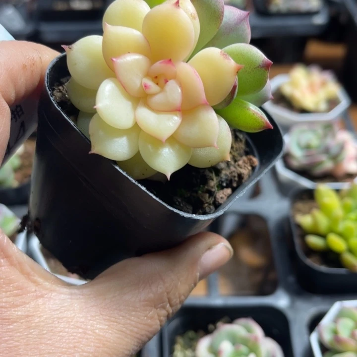 三文鱼锦多肉植物644