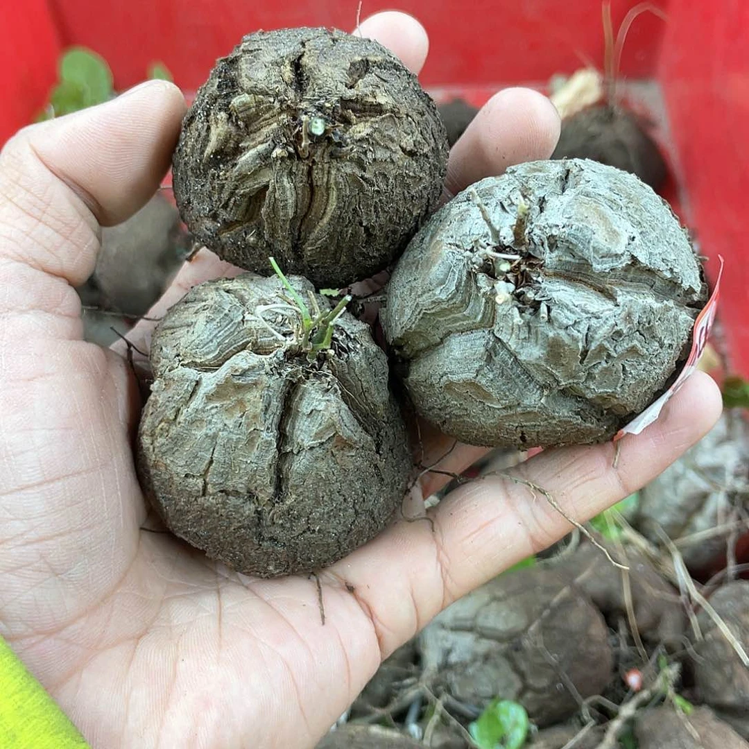 龟甲龙一物一拍1843号3颗