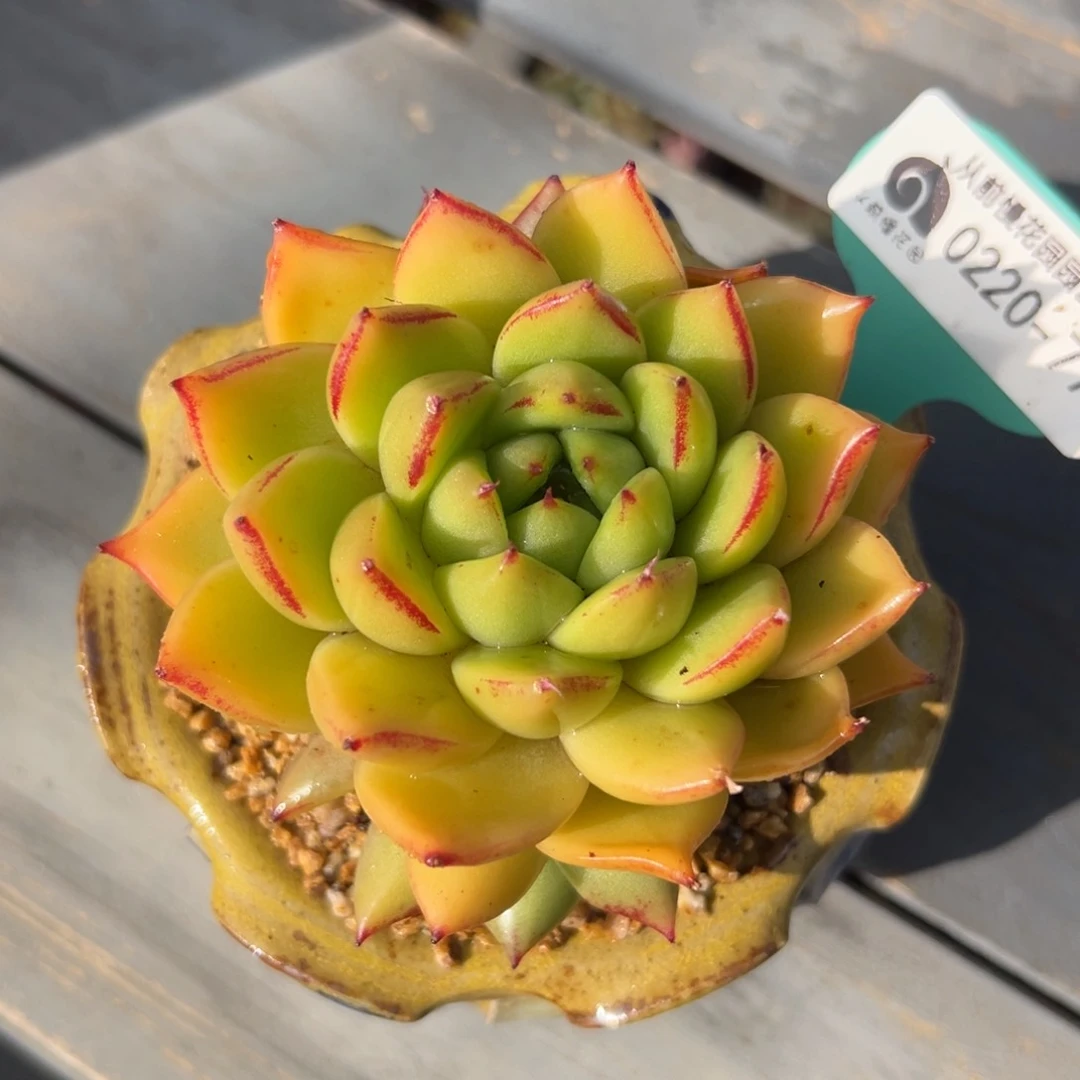 多肉一物一拍0220-77