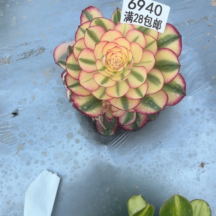 C.  6940荔枝多肉