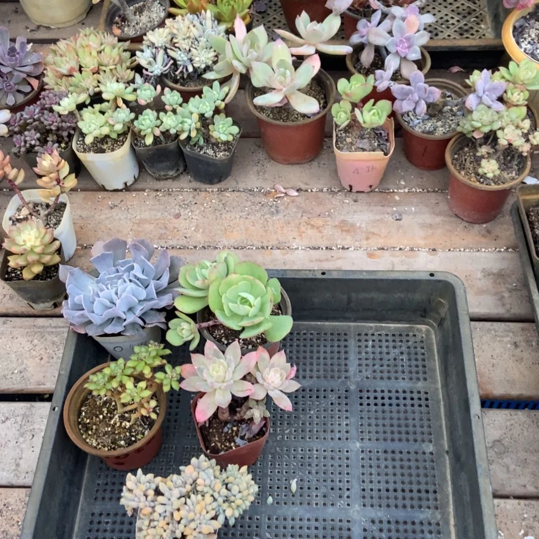 发财专拍补运费套餐六个