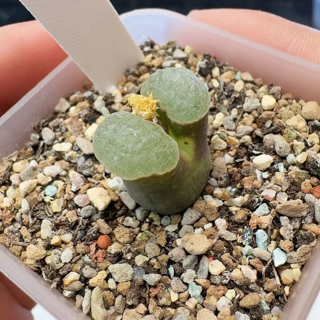 多肉植物雪花磁铁996