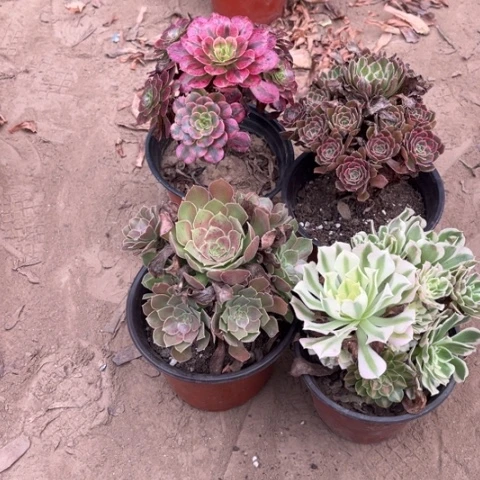 058多肉植物组合，