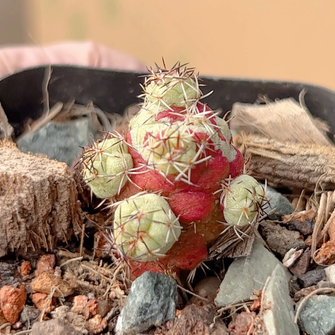 群生 帝王丸仙人球