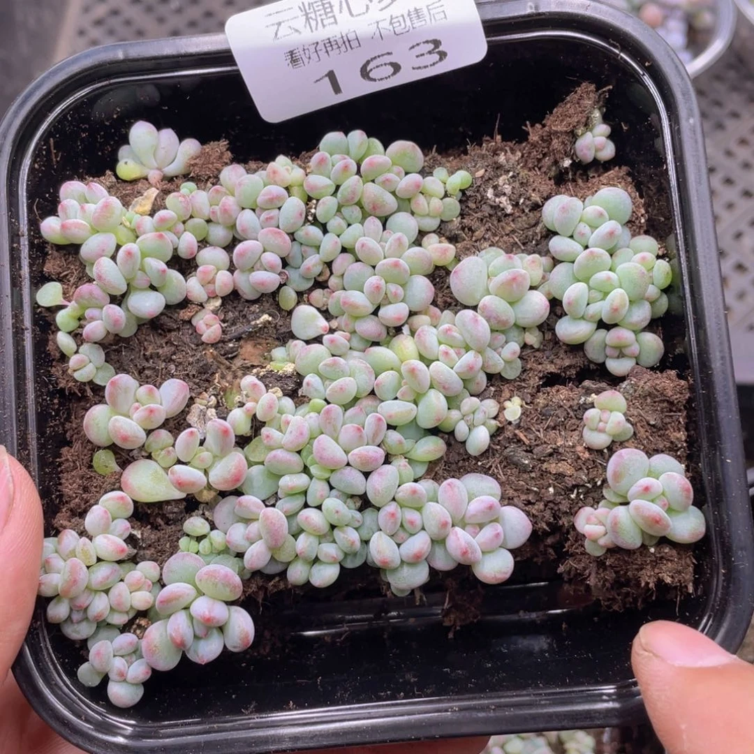 云糖心多肉植物163