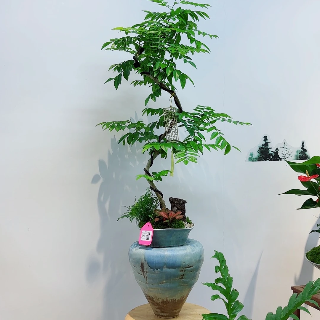 无花朵凤****遥高端艺术盆景一物一拍