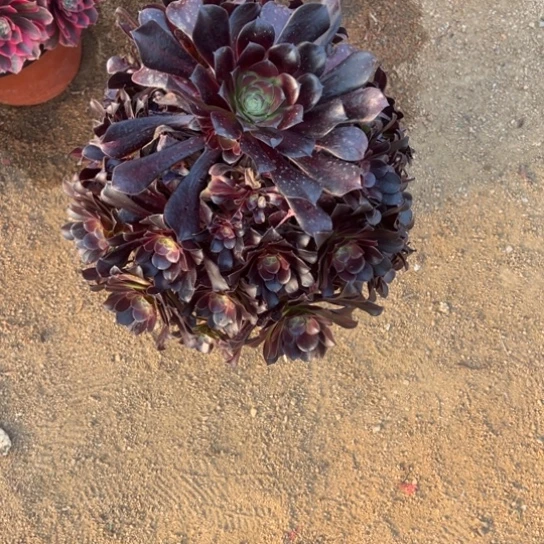 小*m金丝雀中班多肉植物花花