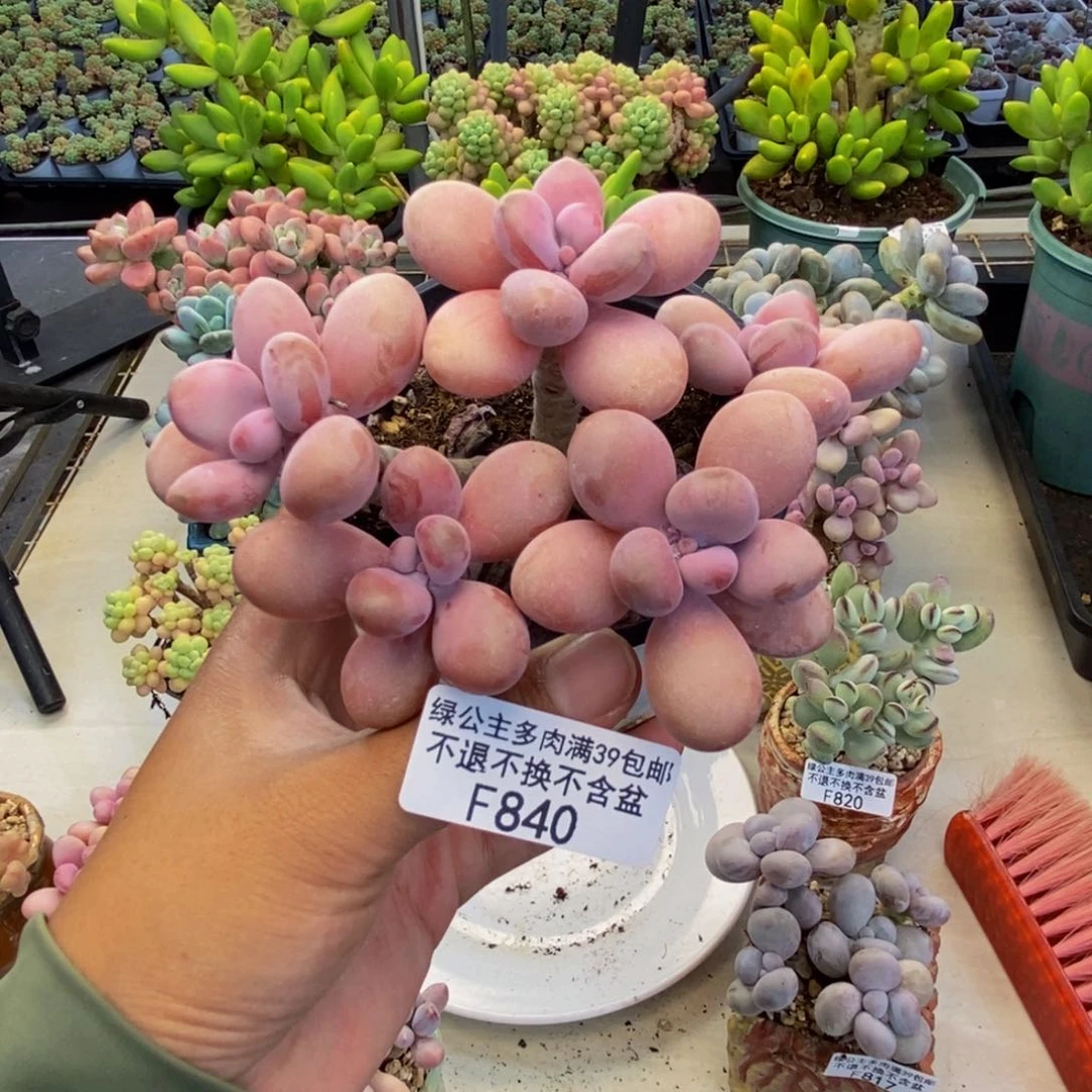 840糖果桃蛋多肉9c m