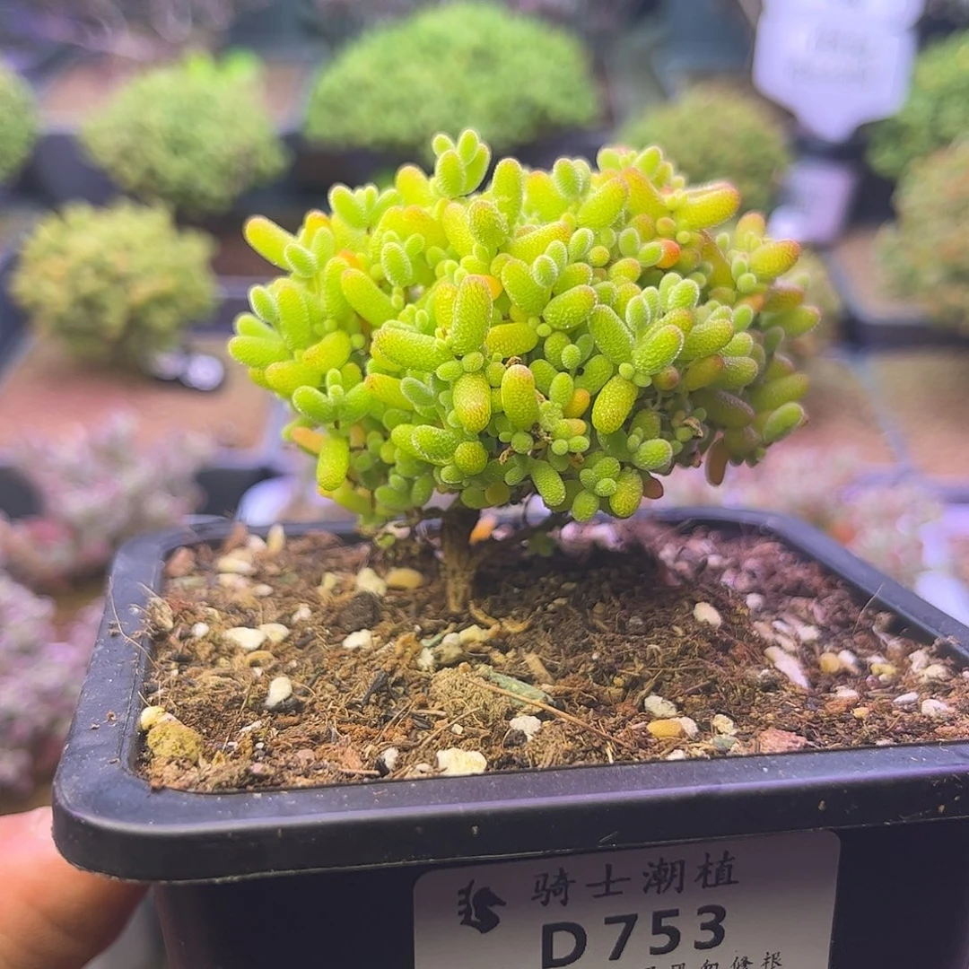 753蜜橘糖球枝干番杏