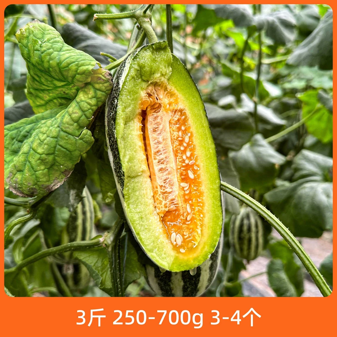 辰颐物语 博洋9号甜瓜3斤/4.5斤