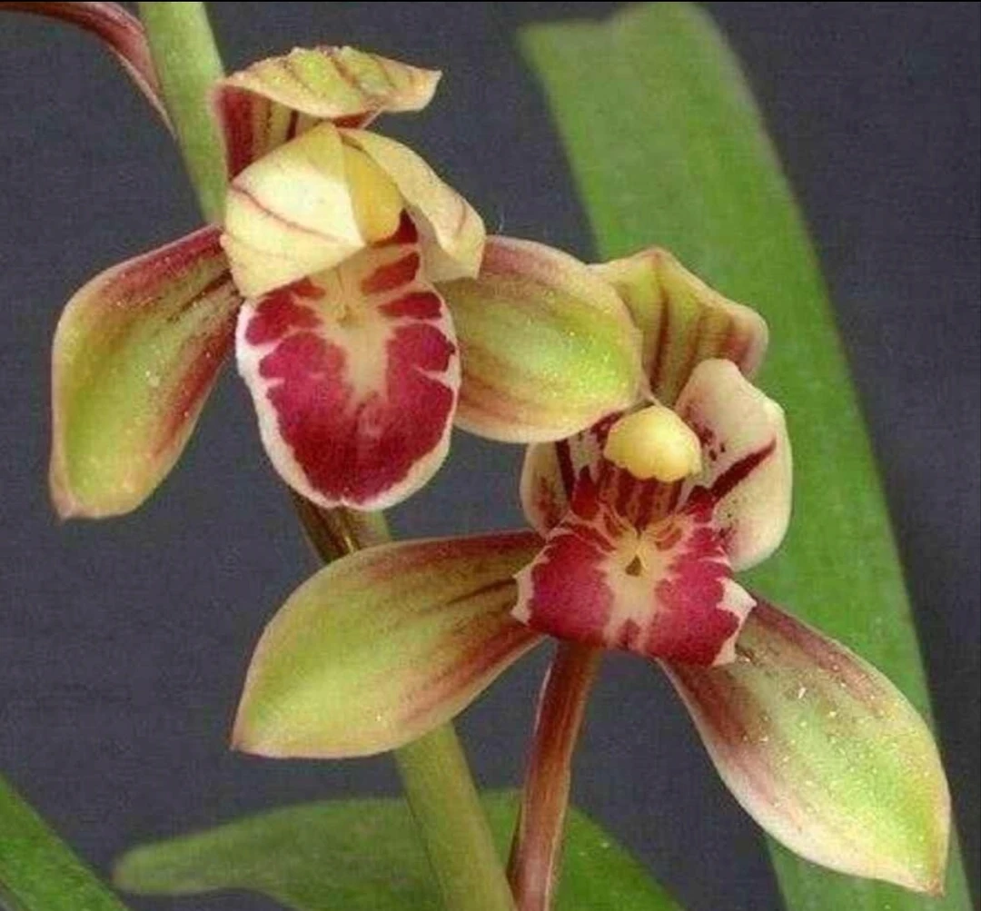 兰花苗建兰四季兰 玉如娇 浓香好养兰花正品室内阳台客厅