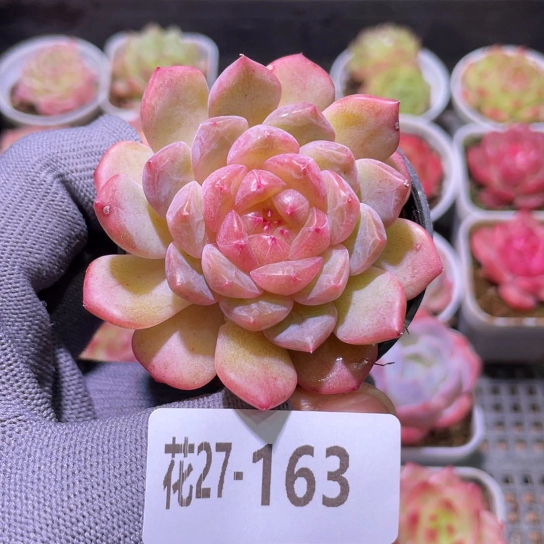 花利美27-163新品