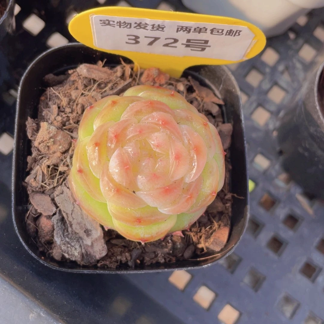 372号透黄底冻唇蜜单头一个