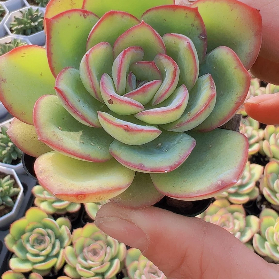 冰心晨露19包邮多肉