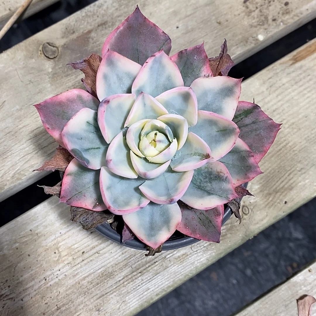 阿美星锦老桩多肉植物老桩