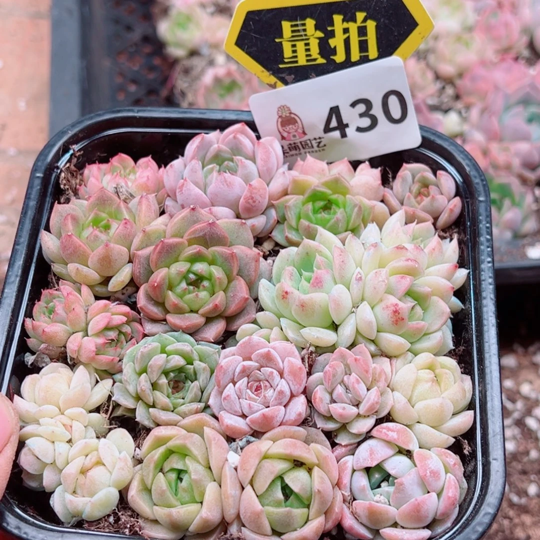 多肉植物多肉植物