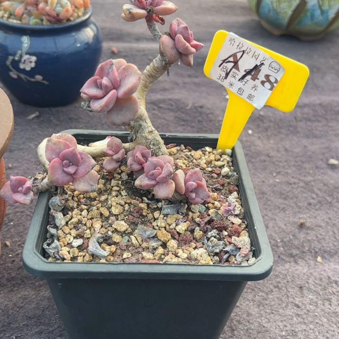 看****?多肉植物，彩虹糖。