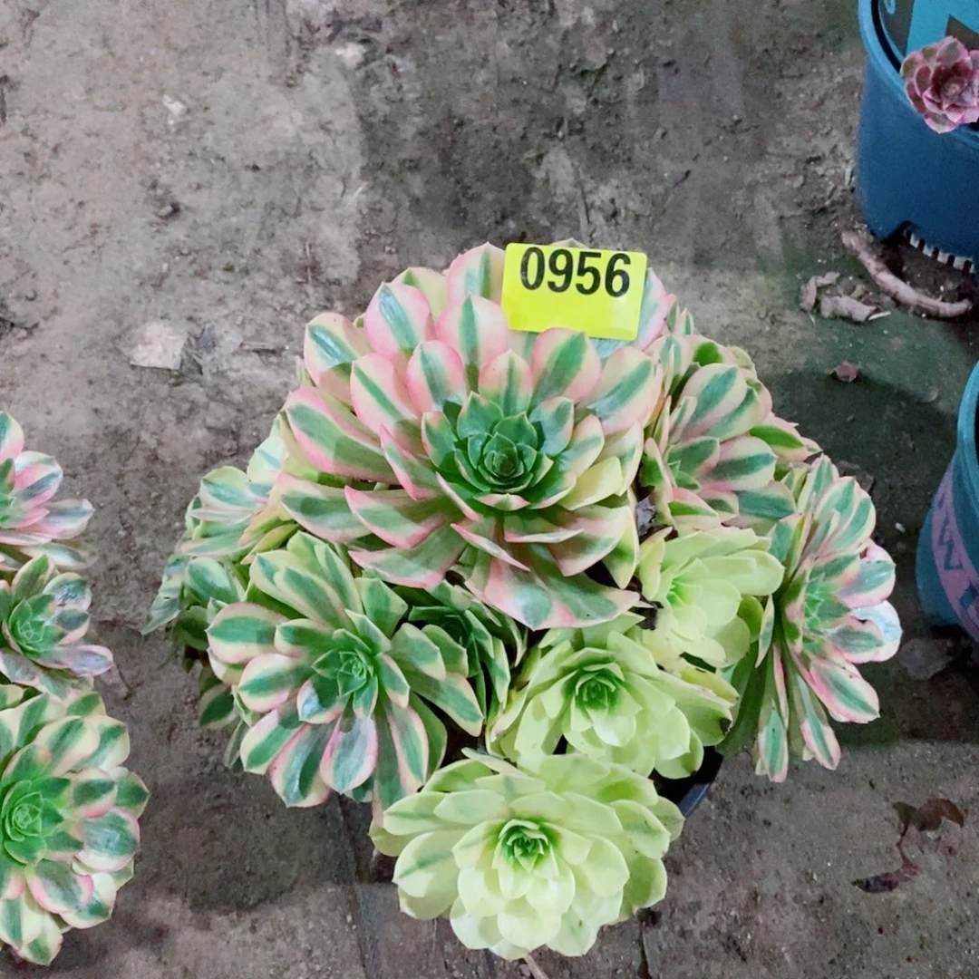 雨荷多肉植物0956