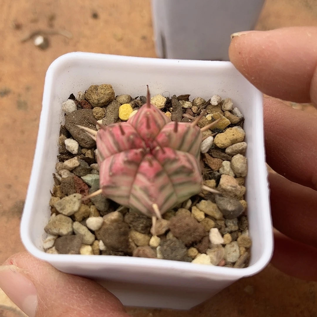 斑马大戟锦一物一拍
