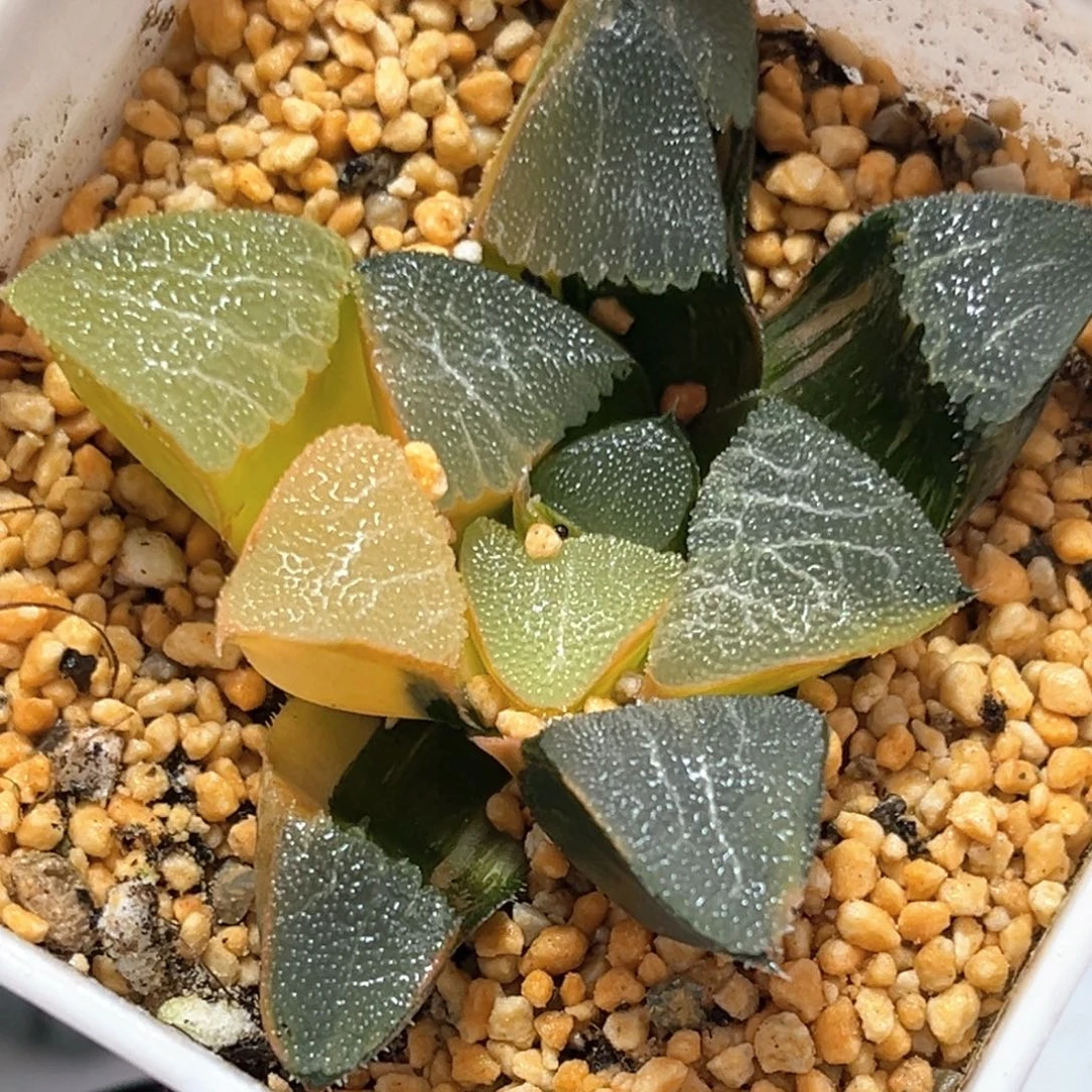 恭喜发财大吉大利0878