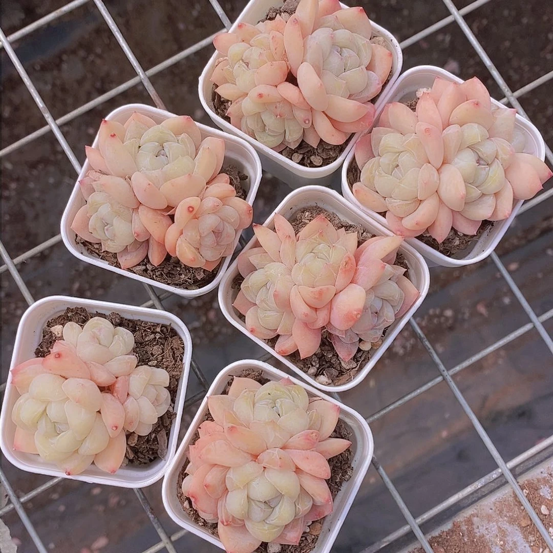 0303-小小白方冰娃娃群福利一颗 量拍