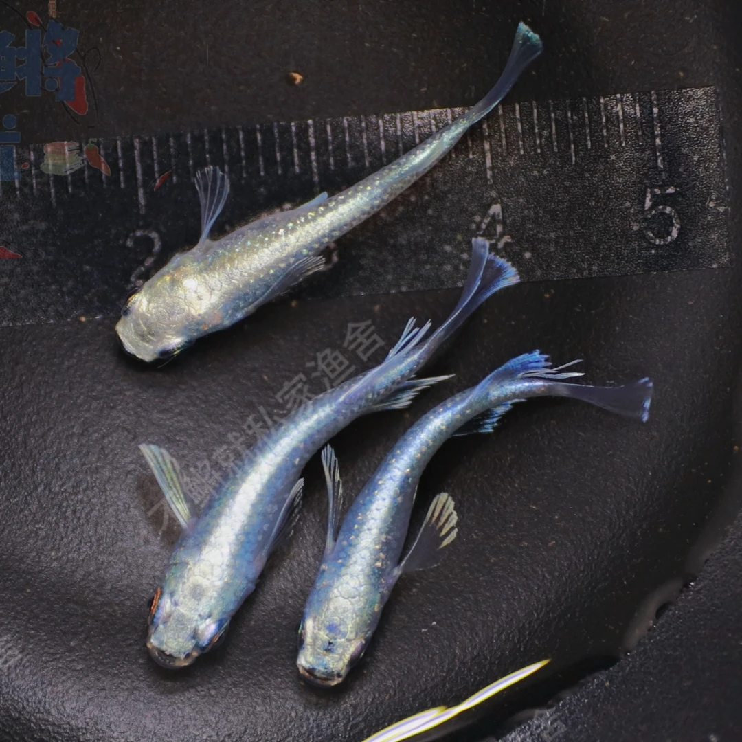 观背青鳉-可繁殖-免加温和打氧观赏鱼-冷水鱼-小型鱼