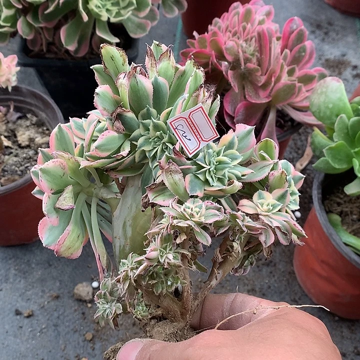 800灿烂缀化多肉植物