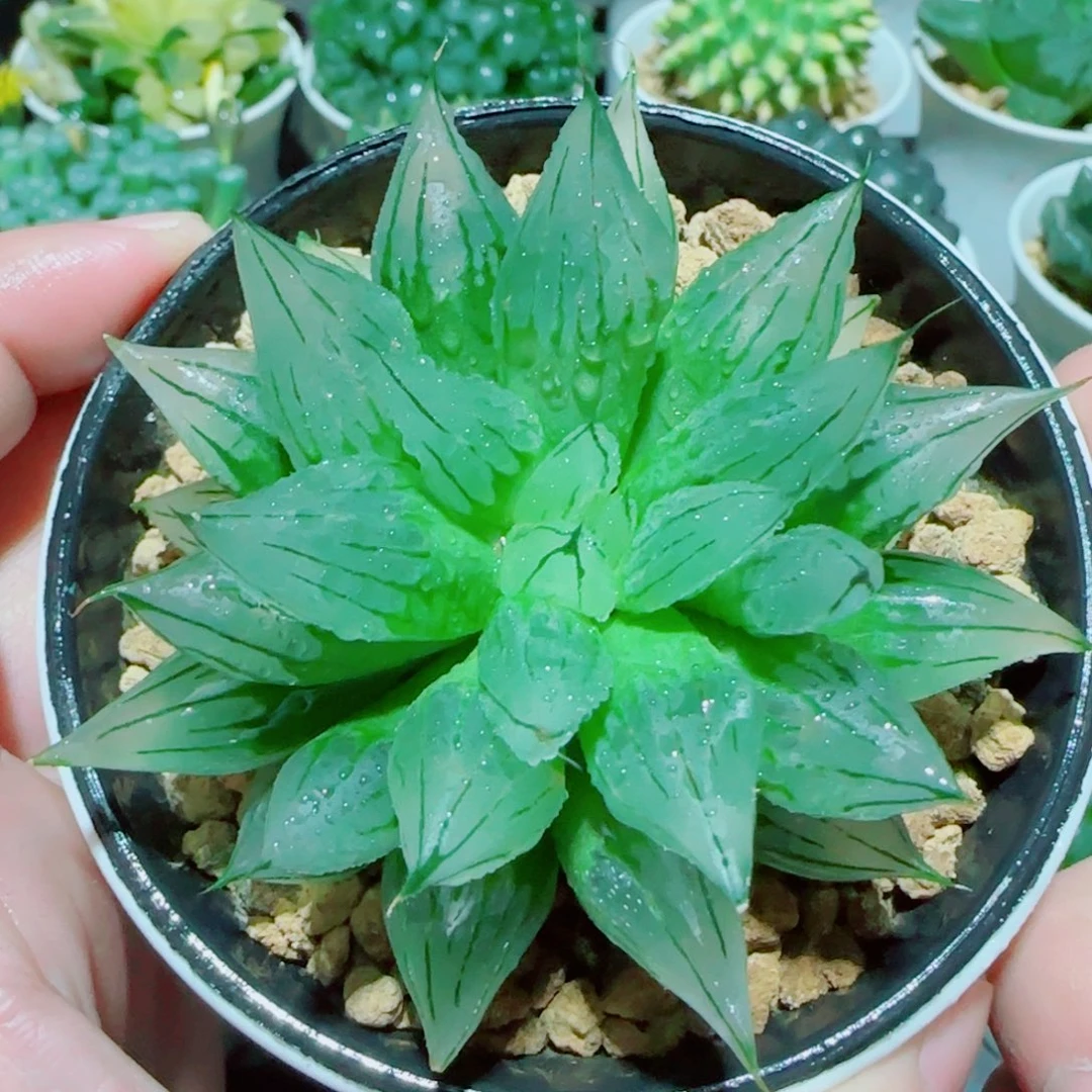 冰钻玉露多肉植物