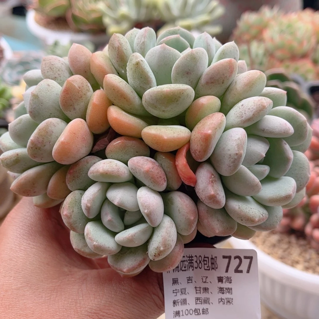 727冰兔德华多肉