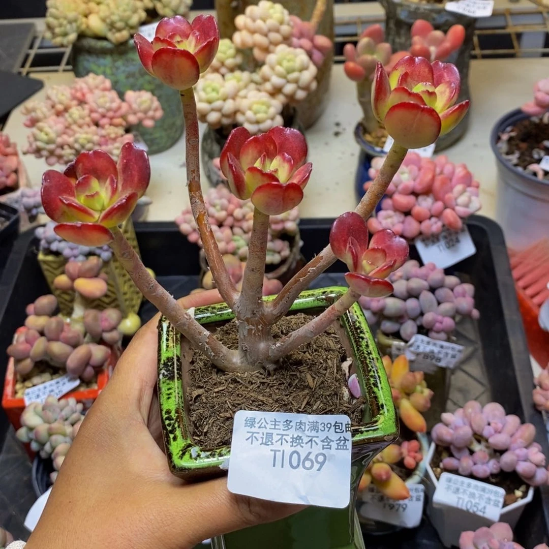 069红梅多肉肉7c m