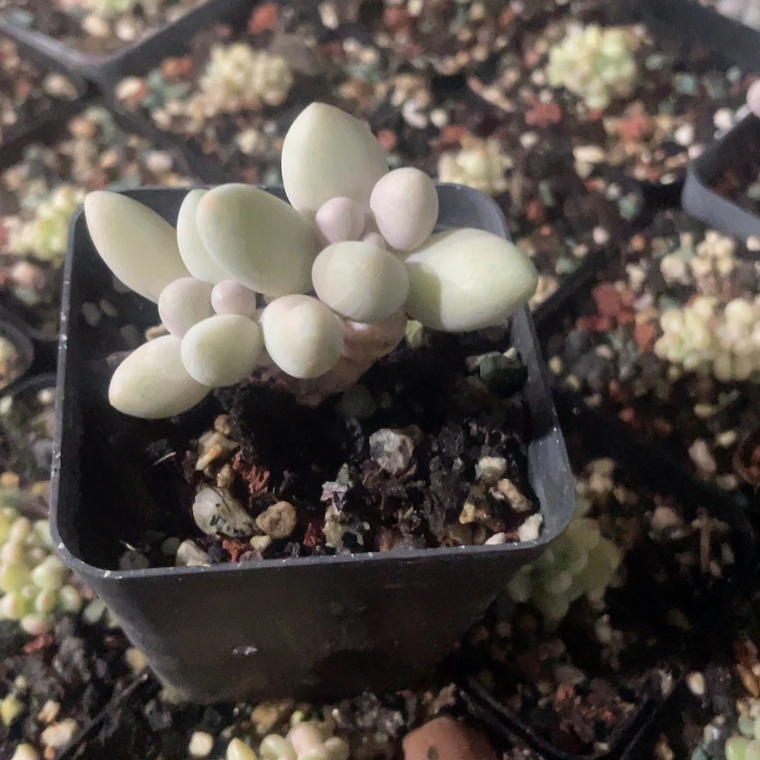 林***心奶尖脱土发货 7口盆