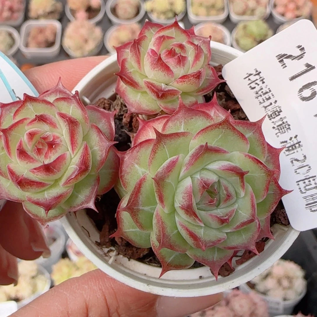 花语多肉1227-216女王散