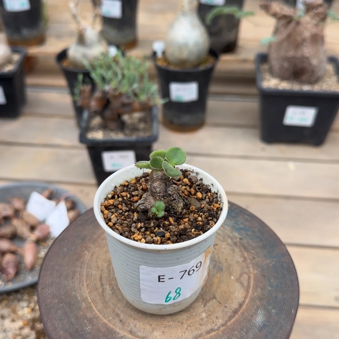 769薛辉奇峰锦块根植物