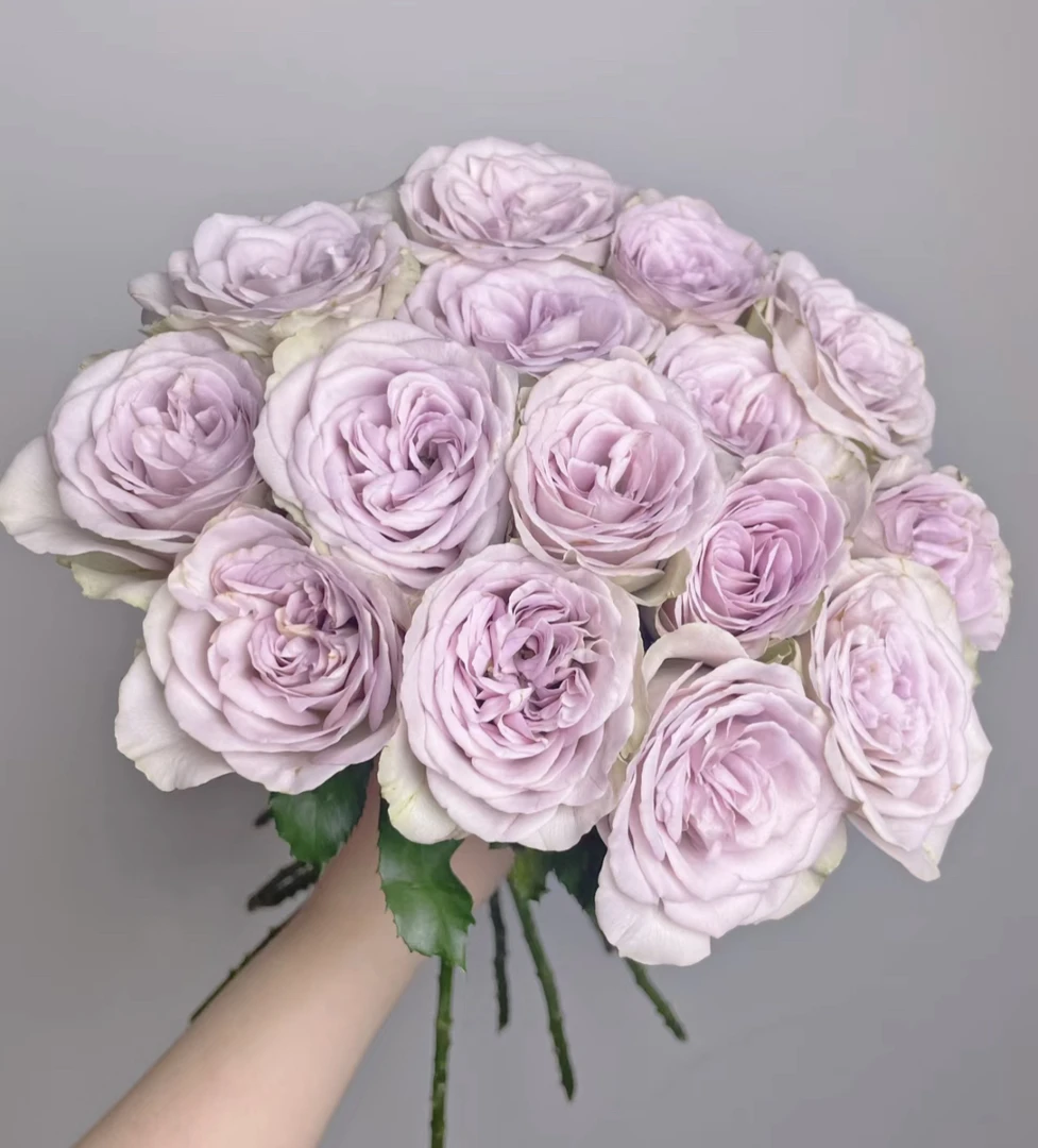 （曼） 钟楼怪人15支+5支防损 鲜花任意满2单包邮