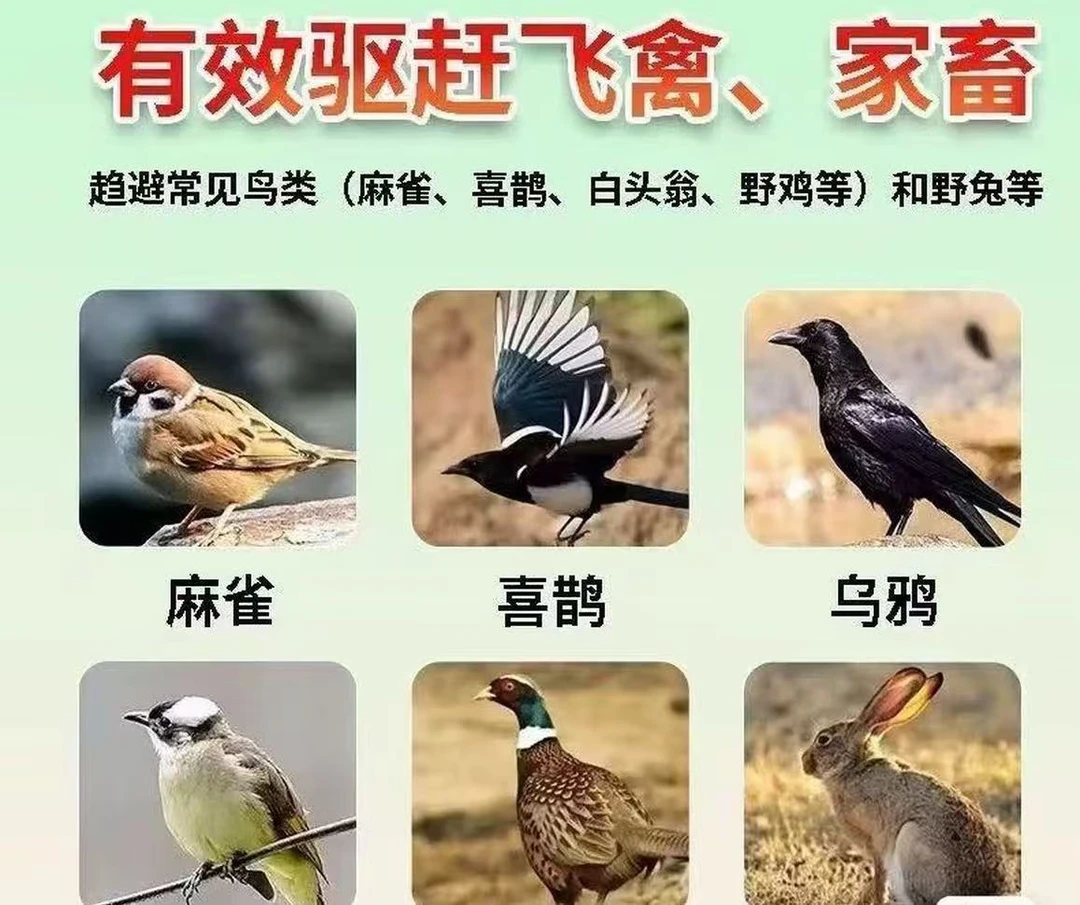 户外通用鸟粮食精品五谷杂粮都可拌11