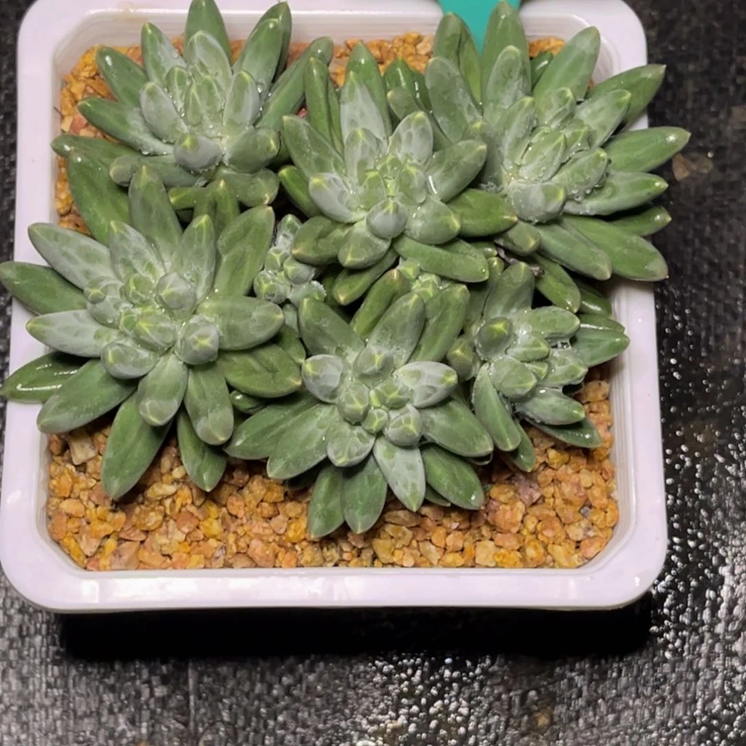 金***淯3637号晚上多肉植物群生
