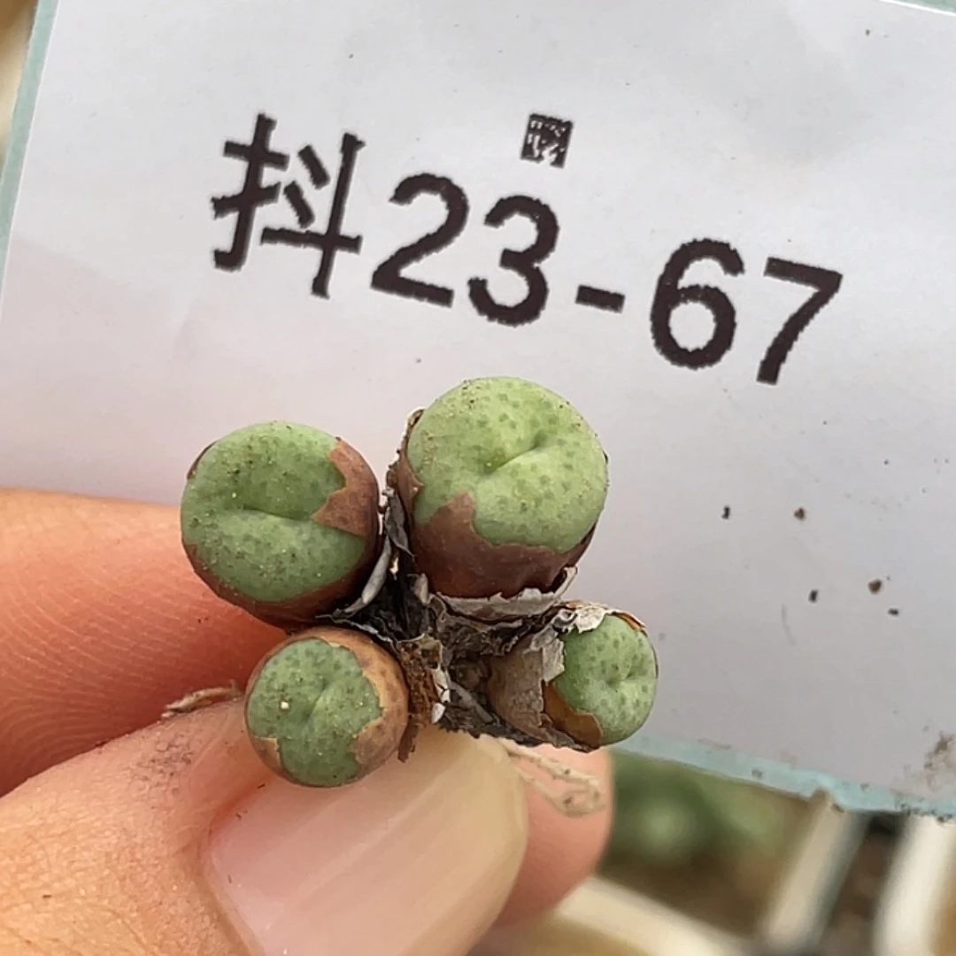 23-67奶油嘴多肉植物