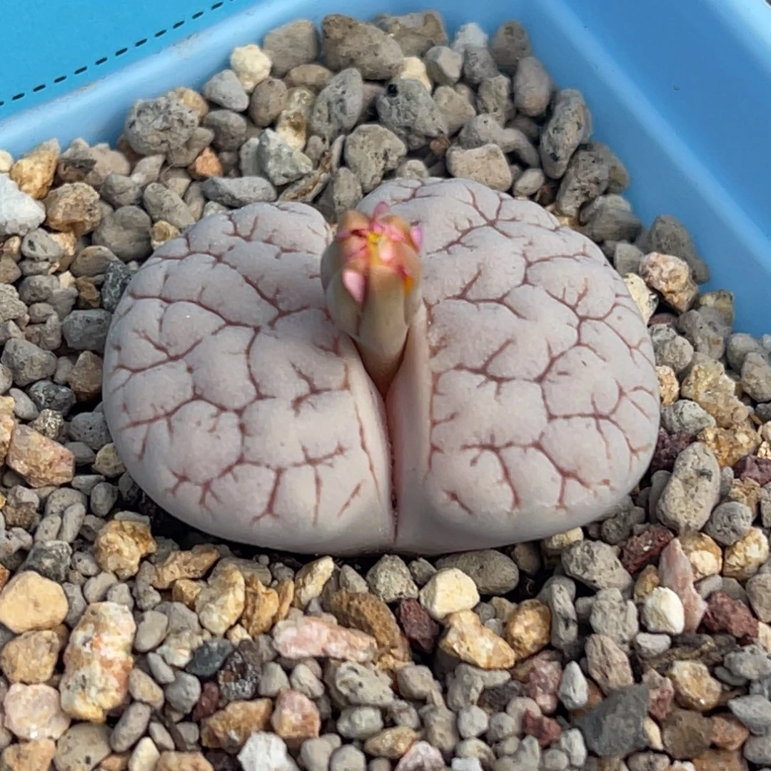 8125粉色脑纹189一颗