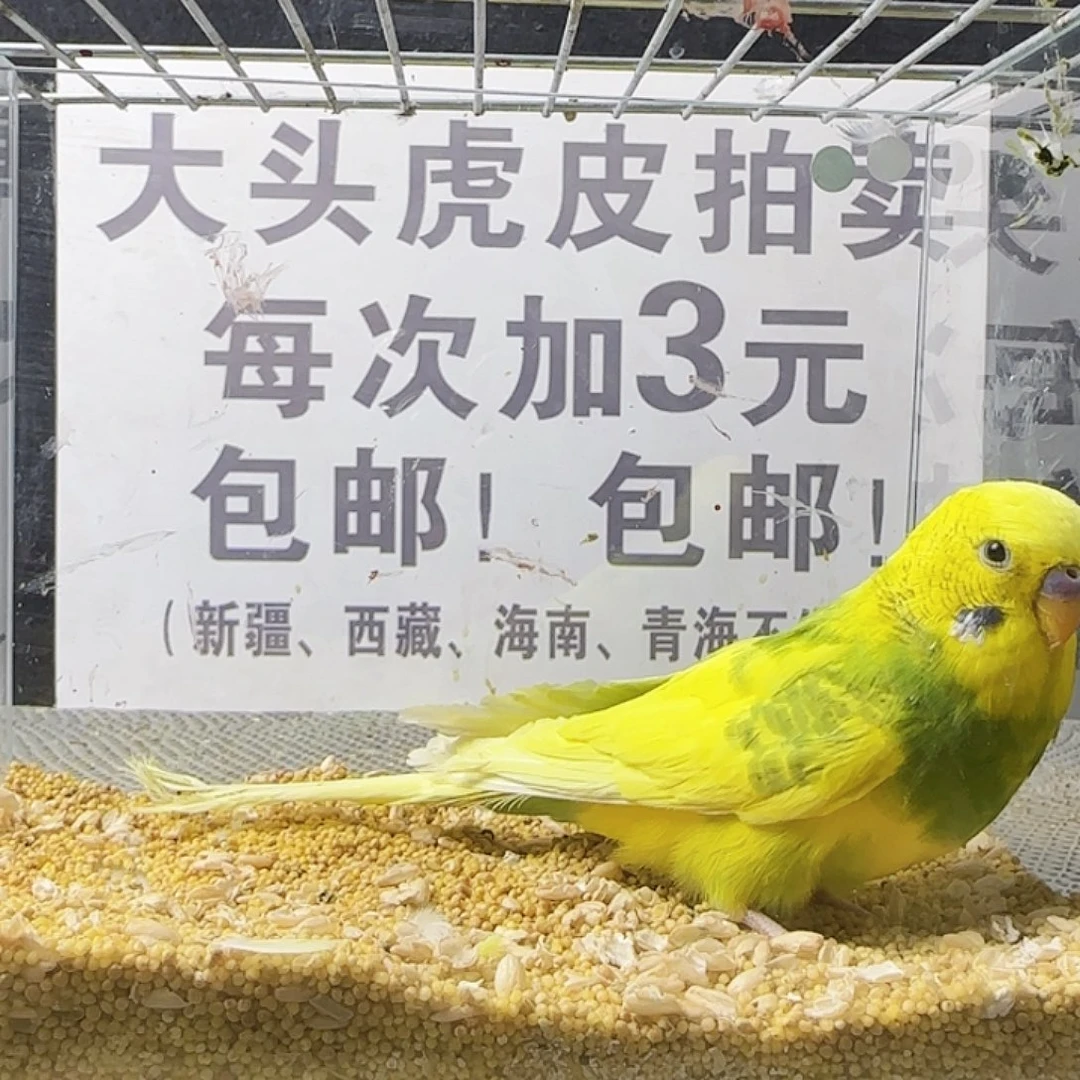 虎皮鹦鹉大头鹦鹉