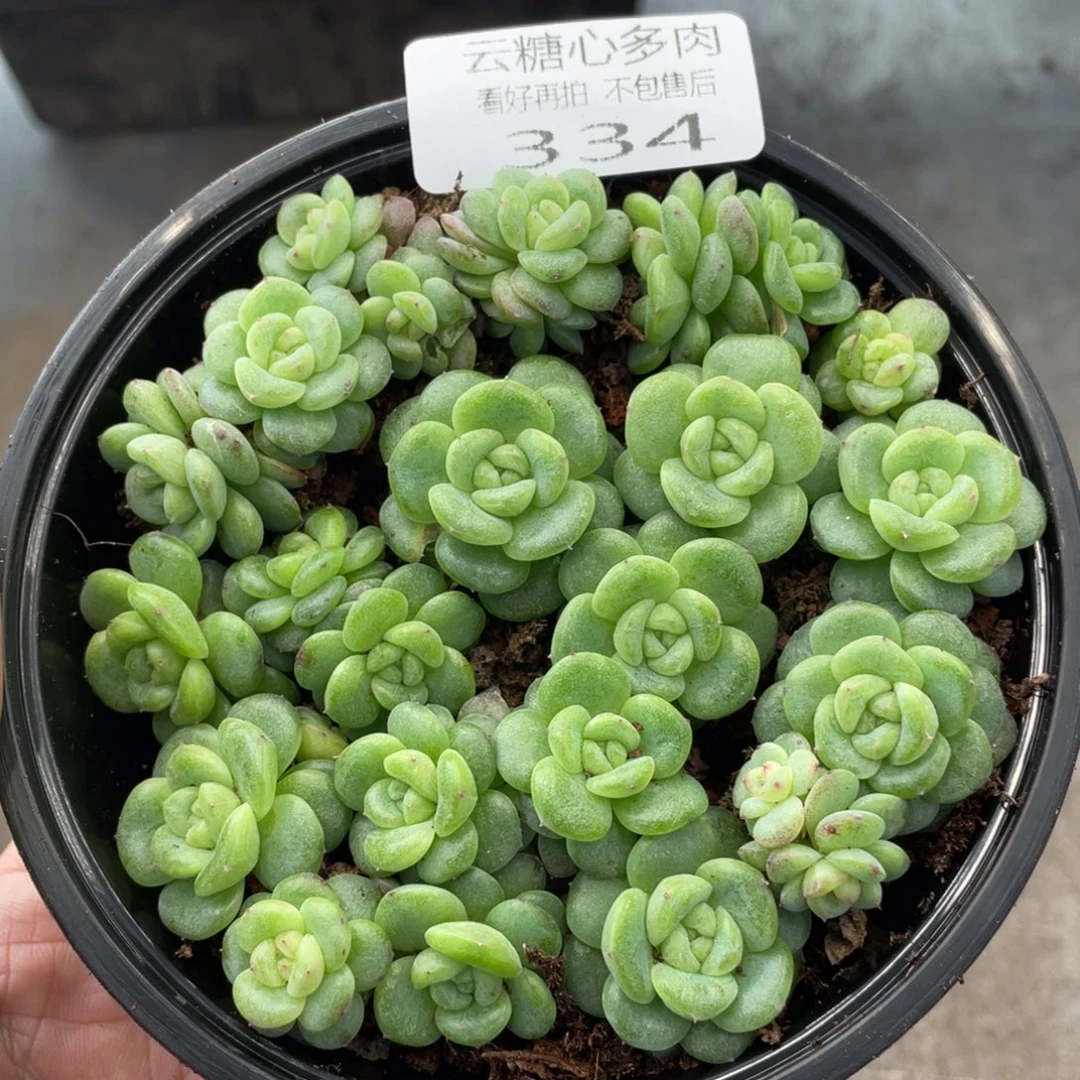 云糖心多肉植物334