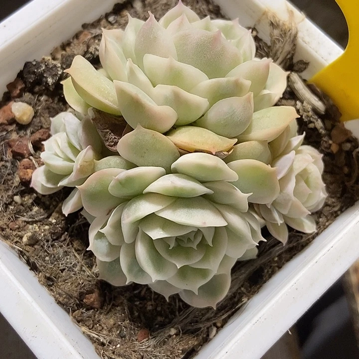 多肉植物昂斯诺金858