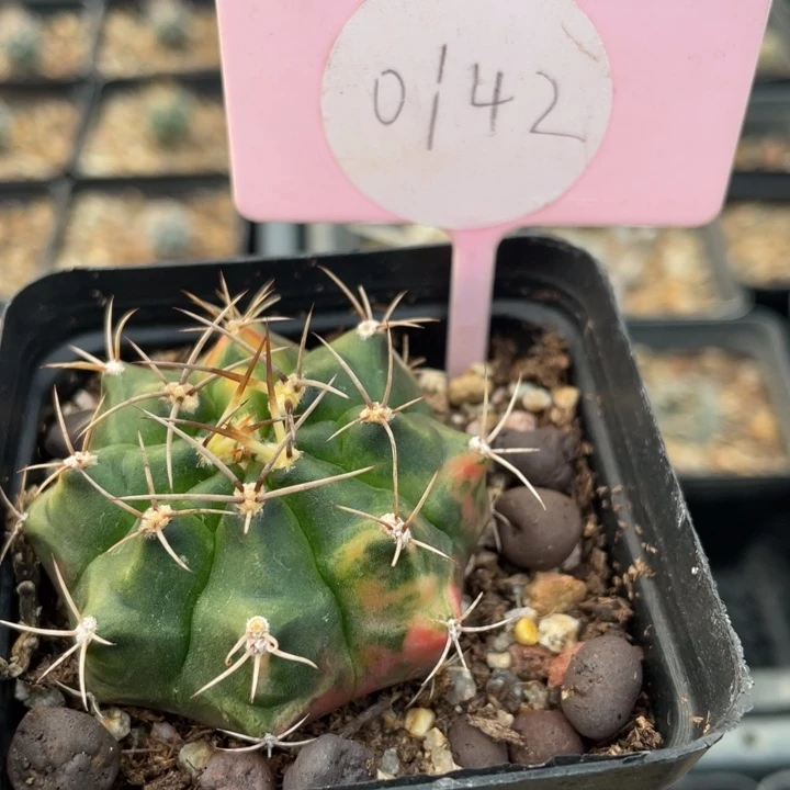 书***线实生仙人球014200000